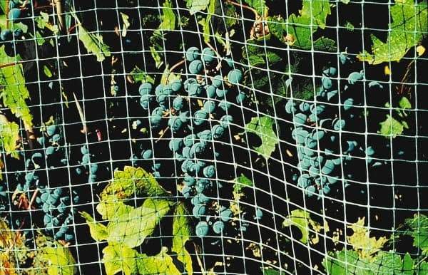 Bird-X - Plastic Bird Control Netting - 1/2 Inch High x 14 Ft. Wide x 100 Ft. Long x 0.018 Inch Thick - Apex Tool & Supply