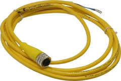 Brad Harrison - 4 Amp, M12 Female Straight to Pigtail Cordset Sensor and Receptacle - 250 VAC/VDC, 2m Cable Length, IP67 Ingress Rating - Apex Tool & Supply